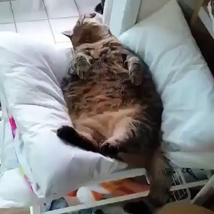 Ce gros chat n'aime vraiment pas qu'on lui chatouille le ventre. Regardez sa réaction !