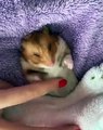 Ce hamster dort seulement si sa maman lui donne des caresses. Trop chou !