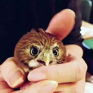 Ce bébé hibou fait des clins d’œil quand on lui caresse la tête. Trop craquant !