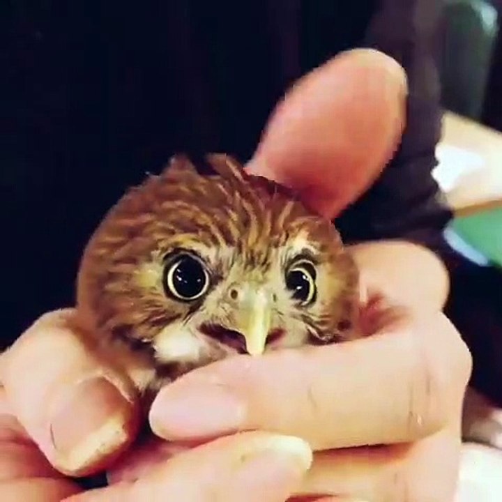 Ce bébé hibou fait des clins d’œil quand on lui caresse la tête. Trop craquant !