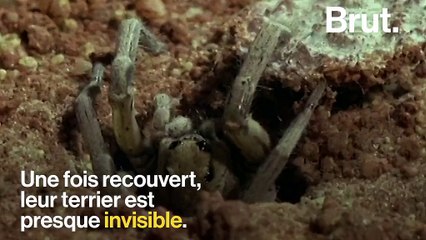 L'araignée trappe, une chasseuse bien discrète... et redoutable
