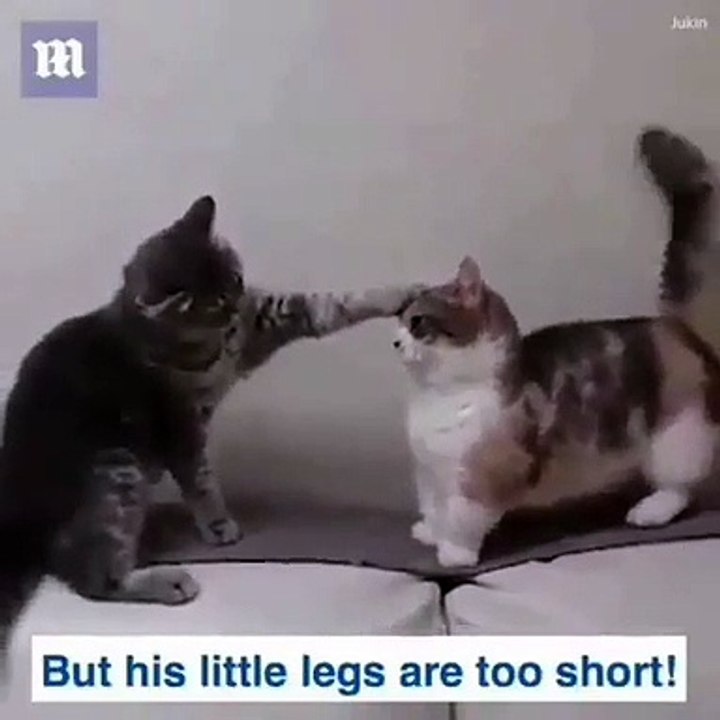 This Video Make me Laugh