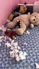 Un chien déchiquette un ours en peluche de l'intérieur