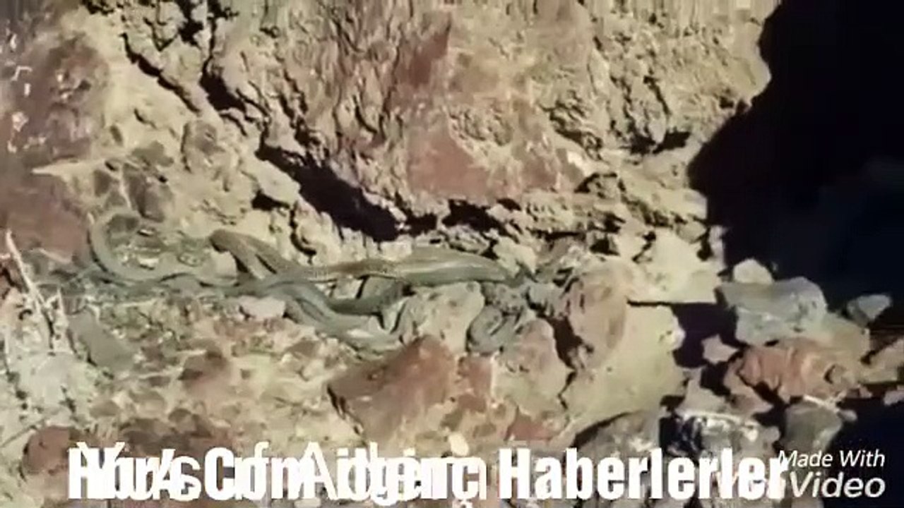 Tılsımlı Defineyi Koruyan Yılanlar !