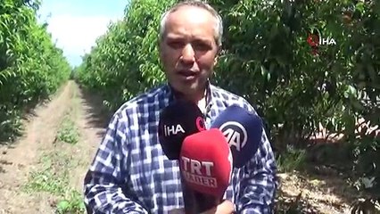 Kırıkhan’da Kayısı Hasadı Başladı