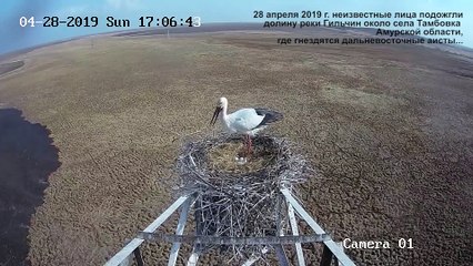 Un incendie progresse dans une plaine sous le nid d'une cigogne
