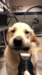 Adorable Dog Gets Blow Dried