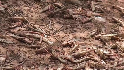 الأردن يعلن انتهاء مكافحة الجراد ويشكو تقصير السعودية