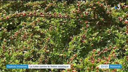 Espèces invasives : la lutte contre le frelon asiatique