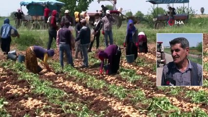 Başak Toplamaya Gelen Vatandaşlar Uzun Kuyruklar Oluşturdu
