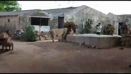 'The lion who came to tea!' Thirsty feline enters Indian village to get drink from well