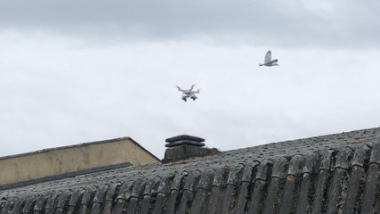 Un drone permet de stériliser les œufs de goélands argentés avec de l’huile de colza