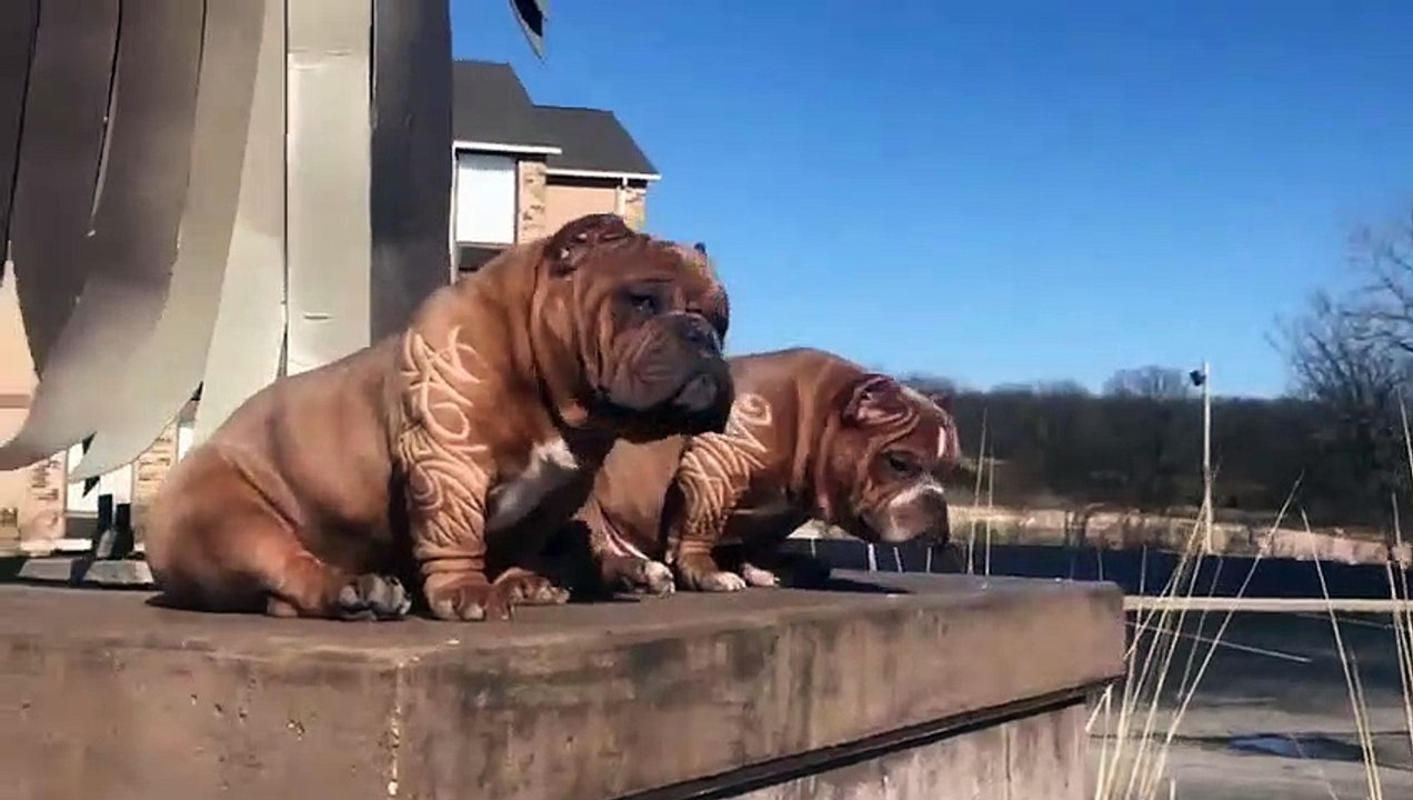 Ces chiens ont la coupe de Pogba sur leurs poils !