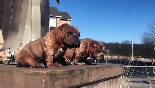 Ces chiens ont la coupe de Pogba sur leurs poils !