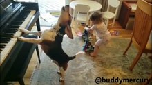 Conheça o CÃO que Toca Piano e Canta, tornou-se VIRAL na INTERNET