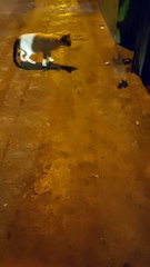 Animals Going All Out in an Alley