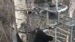 Un ours très curieux rend visite à un chasseur dans un arbre
