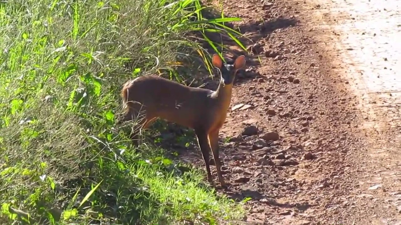 Une biche et son petit très prudent au moment de traverser la route... Adorable