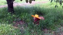 Golden Retriever Wears Hat In The Rain
