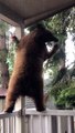 Curious Bear Cub on the Porch