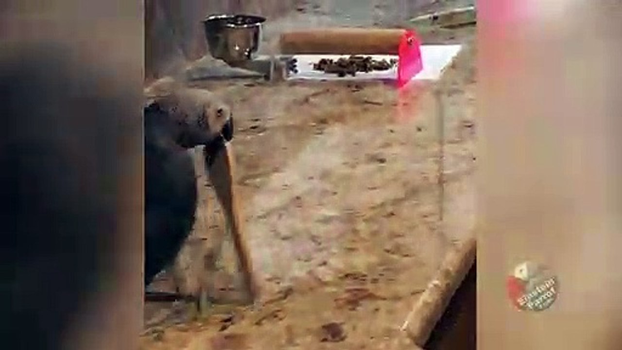 Talented parrot dances the Tango with a spoon