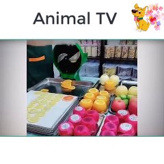 Funny entertainment clips