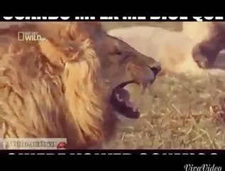 Top 4_ Mejores videos de risa cortos