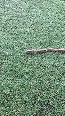 فيديو: لقطات مثيرة لطابور طويل من اليرقات تزحف بانتظام مُذهل !