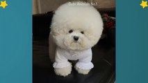 Cute Bichon Frise Puppies Videos Compilation – Cute And Funny Bichon Frise Moments #5