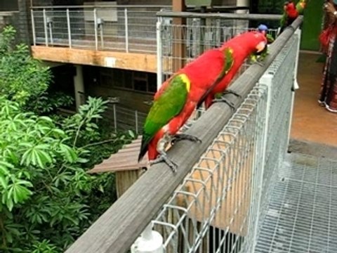 Talking Parrots Video