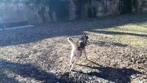 Au caniparc de Belfort, les chiens s'amusent