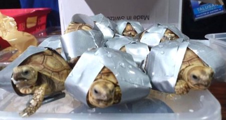 Havalimanına Bırakılan Valizlerden Koli Bandına Sarılı Bin 529 Kaplumbağa Çıktı