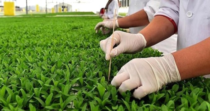 Bakan Pakdemirli: Tohum Üretimimiz 1 Milyon 50 Bin Ton Oldu