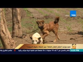 رأي عام| "ظاهرة الكلاب الضاله" فى الشوارع رعب يهدد المواطنين .. تقرير