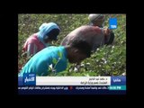 ستوديو الأخبار - ارتفاع مساحات القطن إلى 11 الف فدان ولجان لتوزيع الأسمدة