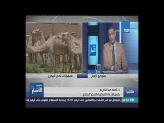 ستوديو الأخبار - احتجاز 65 ناقة بأسوان للأشتباة في إصابتها بفيروس الكورونا