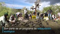 Más de 150 tortugas liberadas en Galápagos