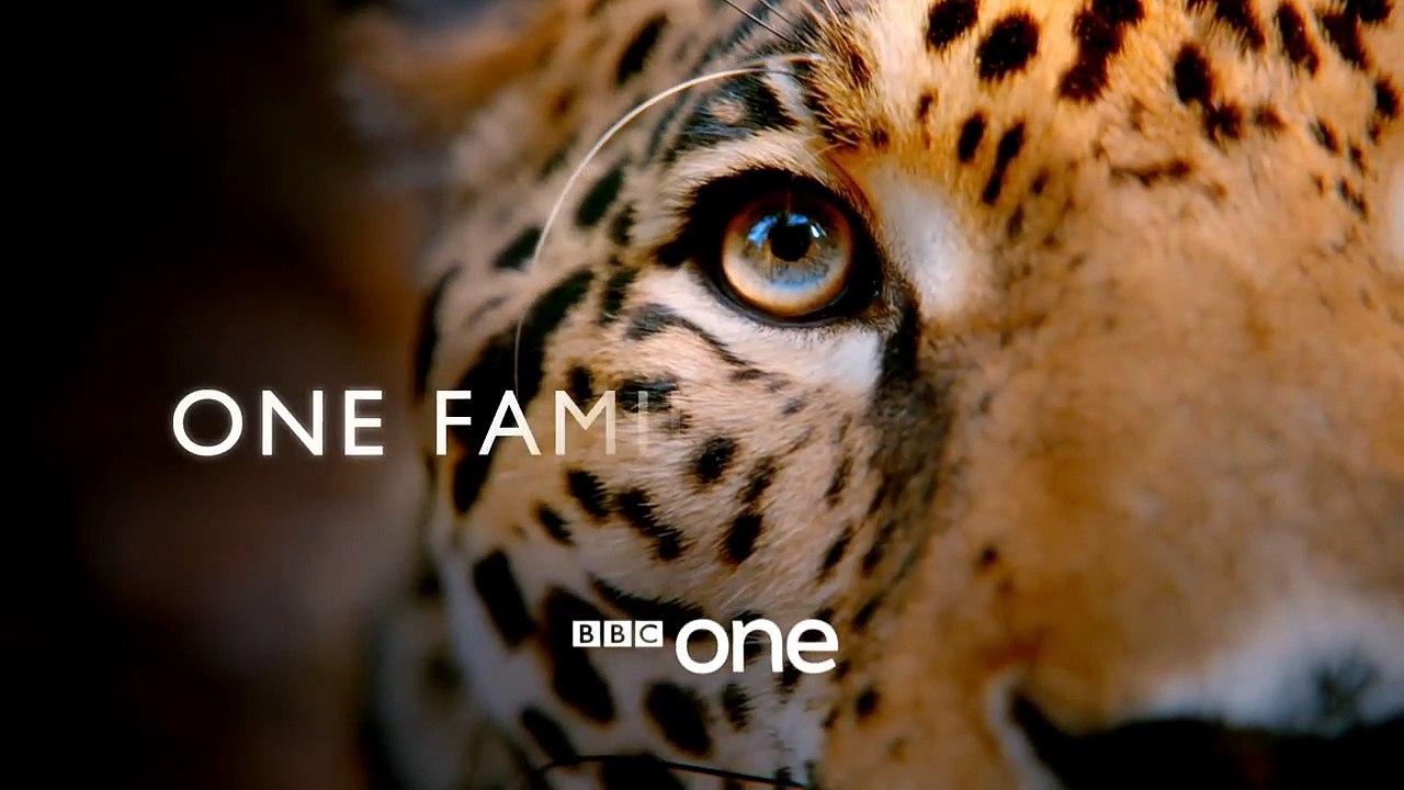 Big Cats: Trailer - BBC One
