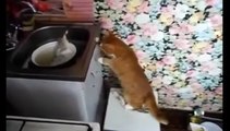 Gatos Graciosos para morirse de la risa Parte 1