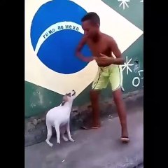 The funny Dance of Dog