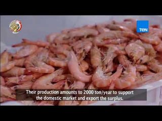 أخبار TeN - غليون.. ساحل الأمل وشاطئ الحياة - القصة الكاملة لمشروع قومي