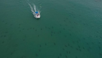 للعلم والسلامة.. علماء يتتبعون سمك القرش لحماية مرتادي الشواطئ