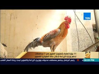 رأي عام -11 بؤرة إصابة بأنفلونزا الطيور في 7 محافظات تدفع وزارة لإعلان حالة الطوارئ القصوى