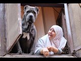 رأي عام - صورة سيدة عجوز وكلب في نافذة بمنطقة الدرب الأحمر تثير إعجاب رواد السوشيال ميديا