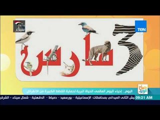 صباح الورد | اليوم.. إحياء اليوم العالمي لحماية القطط الكبيرة من الانقراض