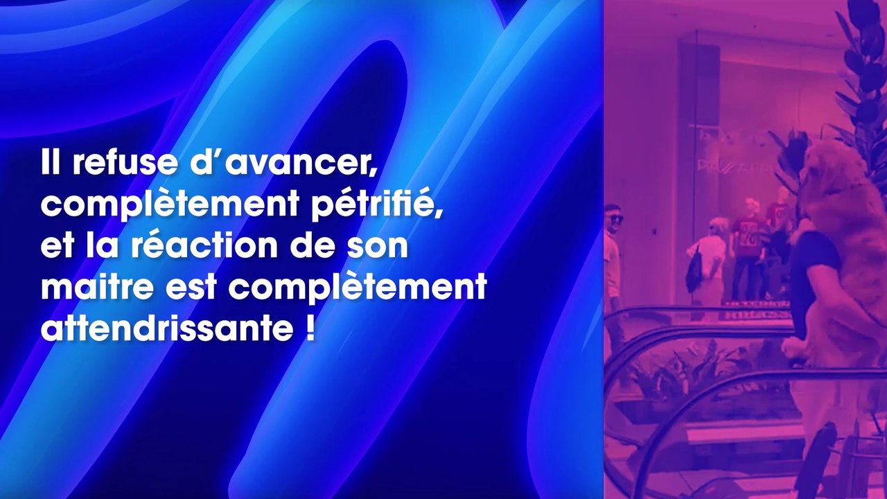 La réaction de ce chien perdu devant un escalator fait le tour du web