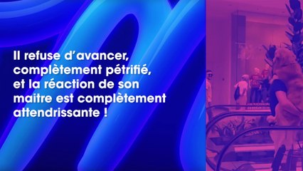 La réaction de ce chien perdu devant un escalator fait le tour du web