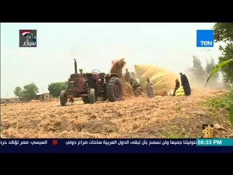 رأي عام - التموين تبدأ استلام القمح المحلى من المزارعين بسعر 600 جنيه للأردب