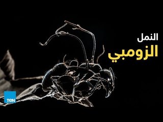 النمل الزومبي.. هل يمكن أن تنتقل العدوى إلى الإنسان؟