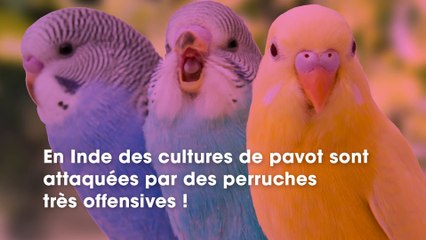 Insolite : des perruches accros se droguent en pillant un champ de pavot